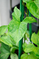 Obraz premium Syngonium podophyllum, Arrowhead Vine or Goosefoot Plant or Araceae or bicolor syngonium
