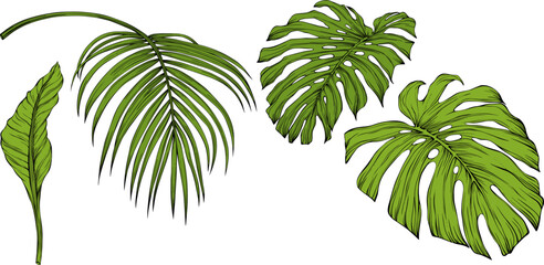 Fototapeta na wymiar Leaves isolated on white. Tropical leaves. Hand drawn vector illustration