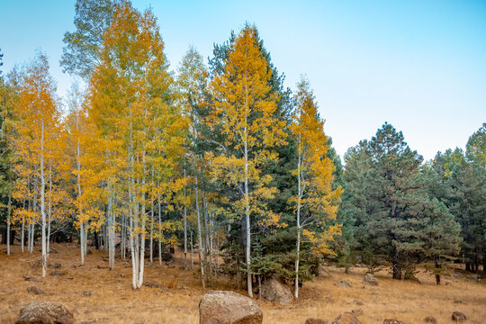 Golden yellow autumn tree forest and grass meadow at the Humphreys Peak in Flagstaff Arizona