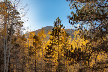 Colorful golden yellow autumn tree forest and grass meadow at the Humphreys Peak in Flagstaff Arizona