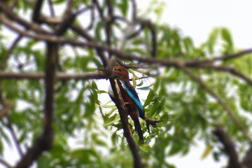 grasshopper on a tree