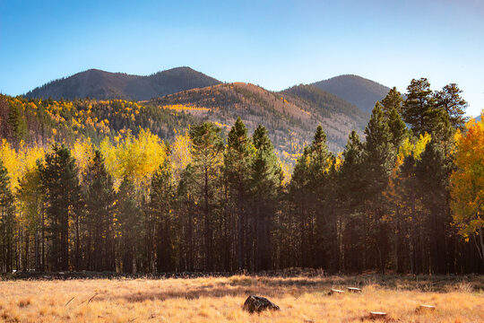 Colorful golden yellow autumn tree forest and grass meadow at the Humphreys Peak in Flagstaff Arizona