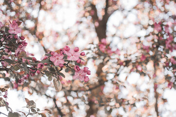 Pink Flowers