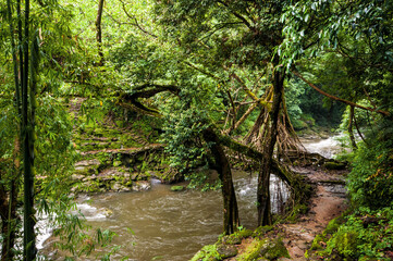 A Living Root Bridge is a type of simple suspension bridge formed of living plant roots by tree shaping. They are common in the southern part of the Northeast Indian state of Meghalaya.