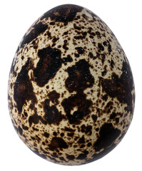 quail eggs isolated for design