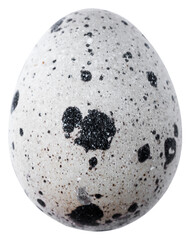 quail eggs isolated for design