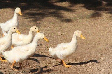 Patinhos caminhando juntos em dia de sol.