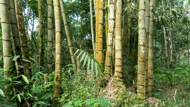 The plant family Dendrocalamus asper also known as giant bamboo, or dragon bamboo (in China), is a giant tropical, growing wild on forest edges
