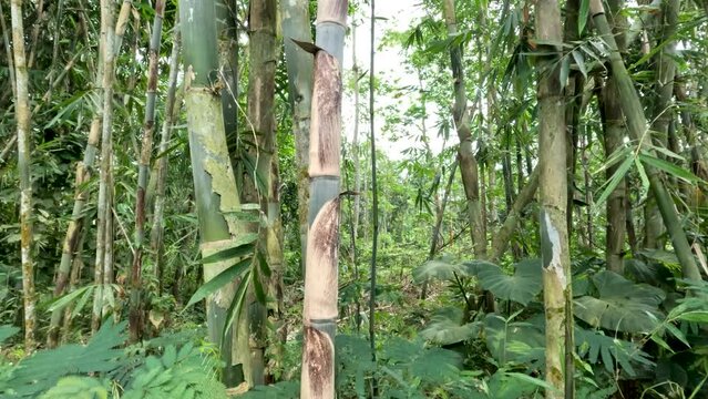 Closed up Bamboo rope or bamboo apus (Gigantochloa apus) grows wild on the edge of the forest