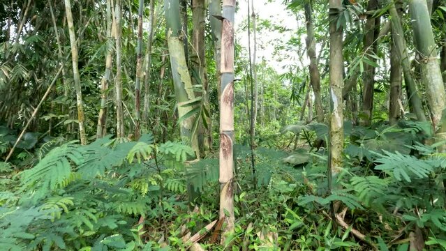Closed up Bamboo rope or bamboo apus (Gigantochloa apus) grows wild on the edge of the forest