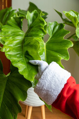 Santa Claus hands stroking a beautiful philodendron