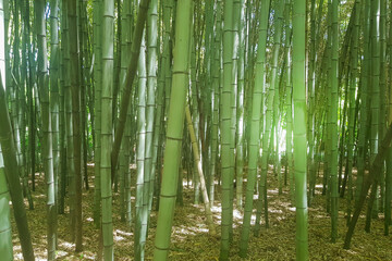 Fototapeta premium Thickets of bamboo grove with sunlight through the trunks, early morning