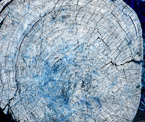 Top view of the texture of an old cracked stump, vintage wooden background, close-up, blue tinting