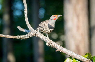 A beautiful northern flicker 