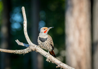 A beautiful northern flicker 