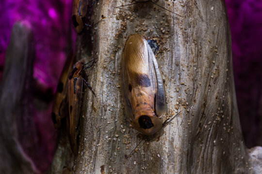 The smokey brown cockroach, Periplaneta fuliginosa (Serville) (Blattidae). It is only active at night and of the is one of the most common species in Texas