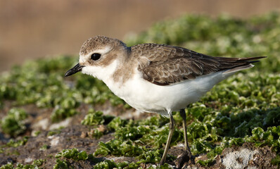 Closeup of Lesser sand plover. Charadrius mongolus. Bird portrait. Brown bird. Beautiful background. Water bird.