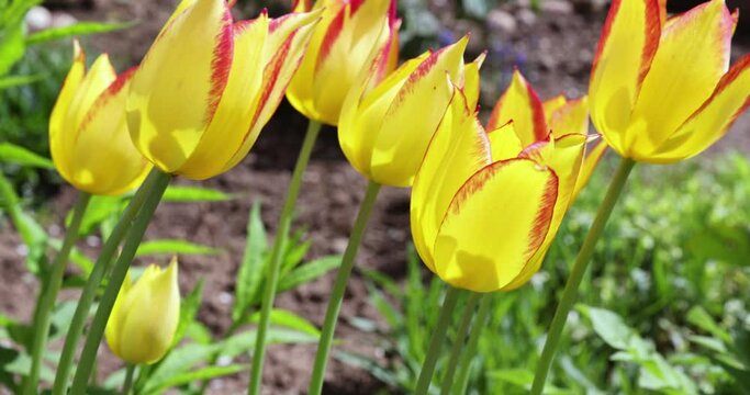 Yellow-red tulips in the garden in windy weather, yellow-red flowers wobble from the wind in the summer season