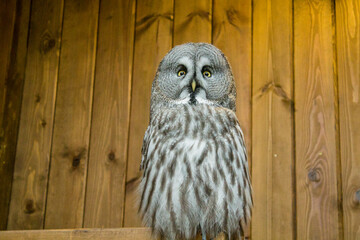 Beautiful owl. The owl looks into the camera lens. Night bird with gray feathers. Zoo with owls and crows.