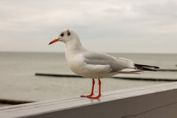 A seagull sits on the embankment of the Baltic Sea. sea birds. Baltic seagulls. Zelenogradsk