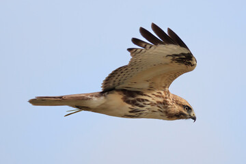 Japanese buzzard flying over the lakeshore to forage for food