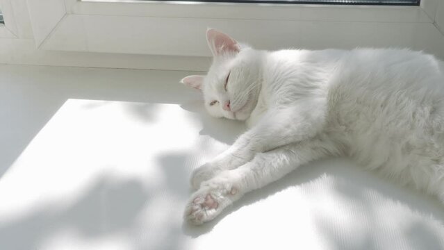 4k video. Beautiful white purebred cat sleeps on sunny day on white windowsill. Japanese bobtail sleeps stretched out on window. Home coziness and comfort.