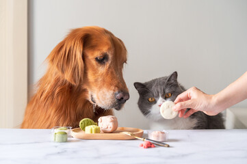 Hand holding pastry to golden retriever and british shorthair cat
