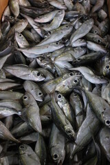 Obraz premium Frischer Fisch auf Fischmarkt