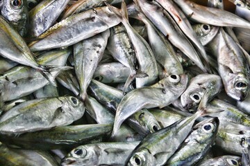 Frischer Fisch auf Fischmarkt