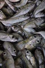 Frischer Fisch auf Fischmarkt