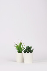 nature potted succulent plant in white flowerpot in front of white background banner with green cactus and cacti is called century plant and pachyphytum in desert