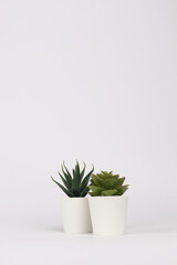 nature potted succulent plant in white flowerpot in front of white background banner with green cactus and cacti is called haworthia and echeveria in desert