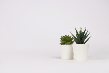 nature potted succulent plant in white flowerpot in front of white background banner with green cactus and cacti is called echeveria and haworthia in desert