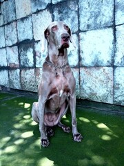 Weimaraner