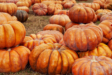 Yellow and orange pumpkins in the field. Pumpkins in the grass and on the garden bed. Many pumpkins in a row. The concept of autumn, harvest and celebration.