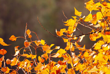 Linden leaves on a tree branch. Yellow, red and orange leaves glow in the sun. Autumn sunny day.