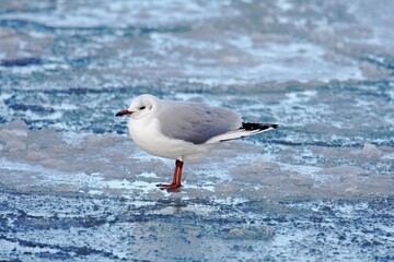 Seeschwalbe auf Eisscholle