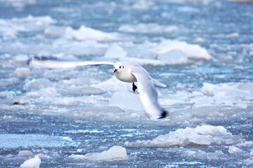Möwe fliegt über gefrorene See