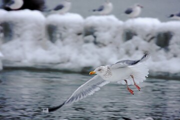 Möwe an verschneiter Küste