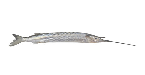 Fresh halfbeak fish isolated on white background