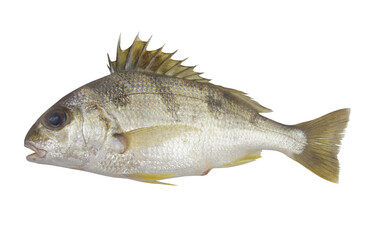Fresh saddle grunt fish isolated on white background, Pomadasys maculatus