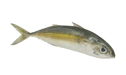 Fresh jack mackerel fish isolated on white background