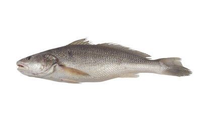 Fresh jewfish isolated on white background