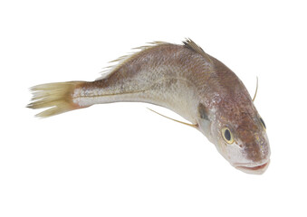 Fototapeta premium Fresh croaker fish isolated on white background