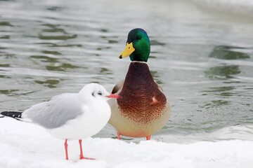 Ente und Seeschwalbe auf Eisscholle