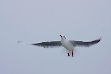 Möwe am Winterhimmel