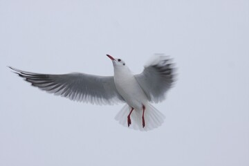 Möwe am Winterhimmel