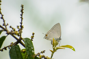 butterfly on a flower