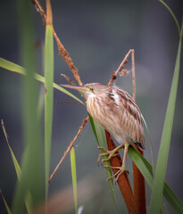 Yellow bittern is a small bittern. It is of Old World origins, breeding in the northern Indian Subcontinent, east to the Russian Far East, Japan and Indonesia.