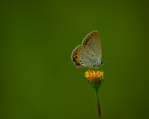 butterfly on a flower